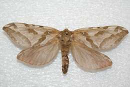 Image of Four-spotted Ghost Moth