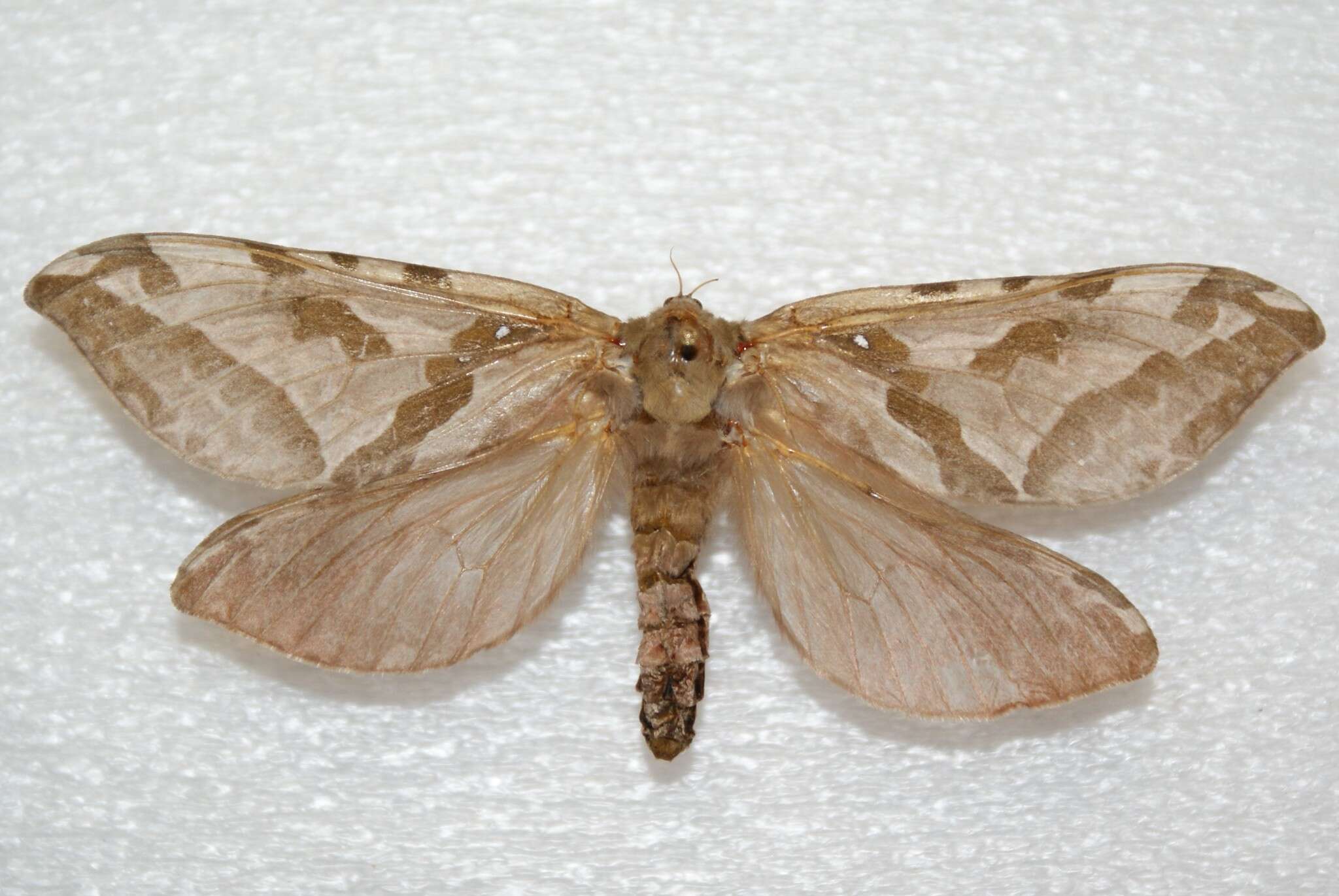 Image of Four-spotted Ghost Moth