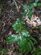 Image of viburnum