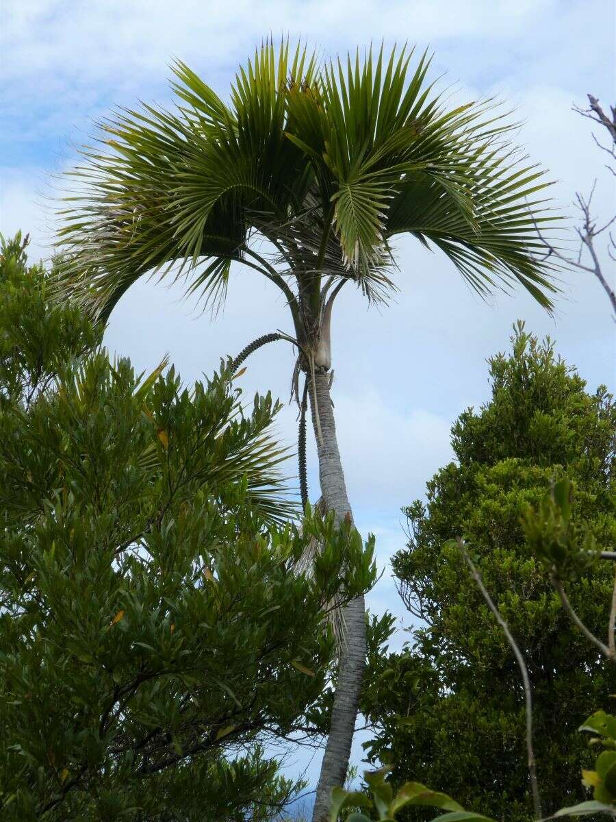 Image of Curly Palm