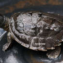 Image of Burmese Roofed Turtle