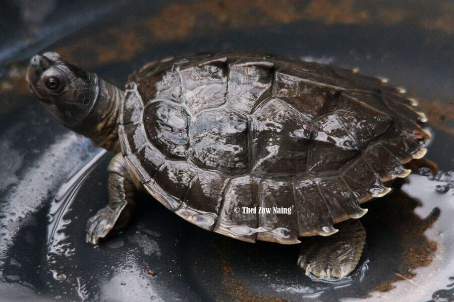 Image of Burmese Roofed Turtle