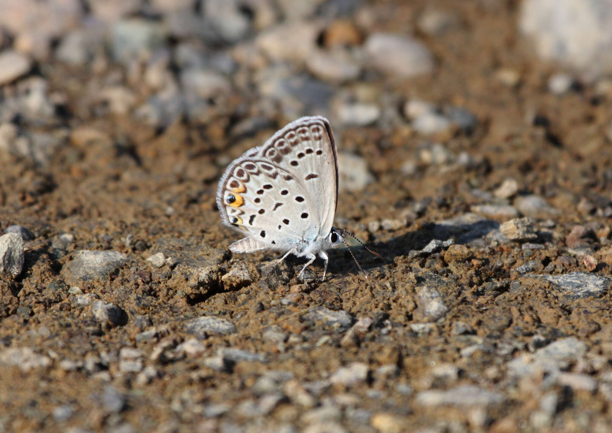 Image of Plebejidea loewi