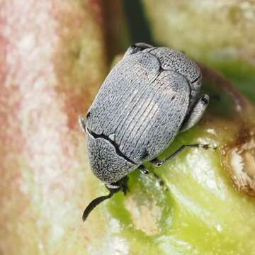 Image of Leaf beetle