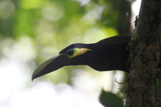 Image of Yellow-eared Toucanet