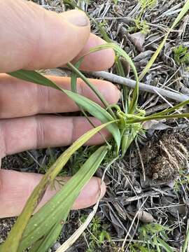 Image of Freesia sparrmanii (Thunb.) N. E. Br.