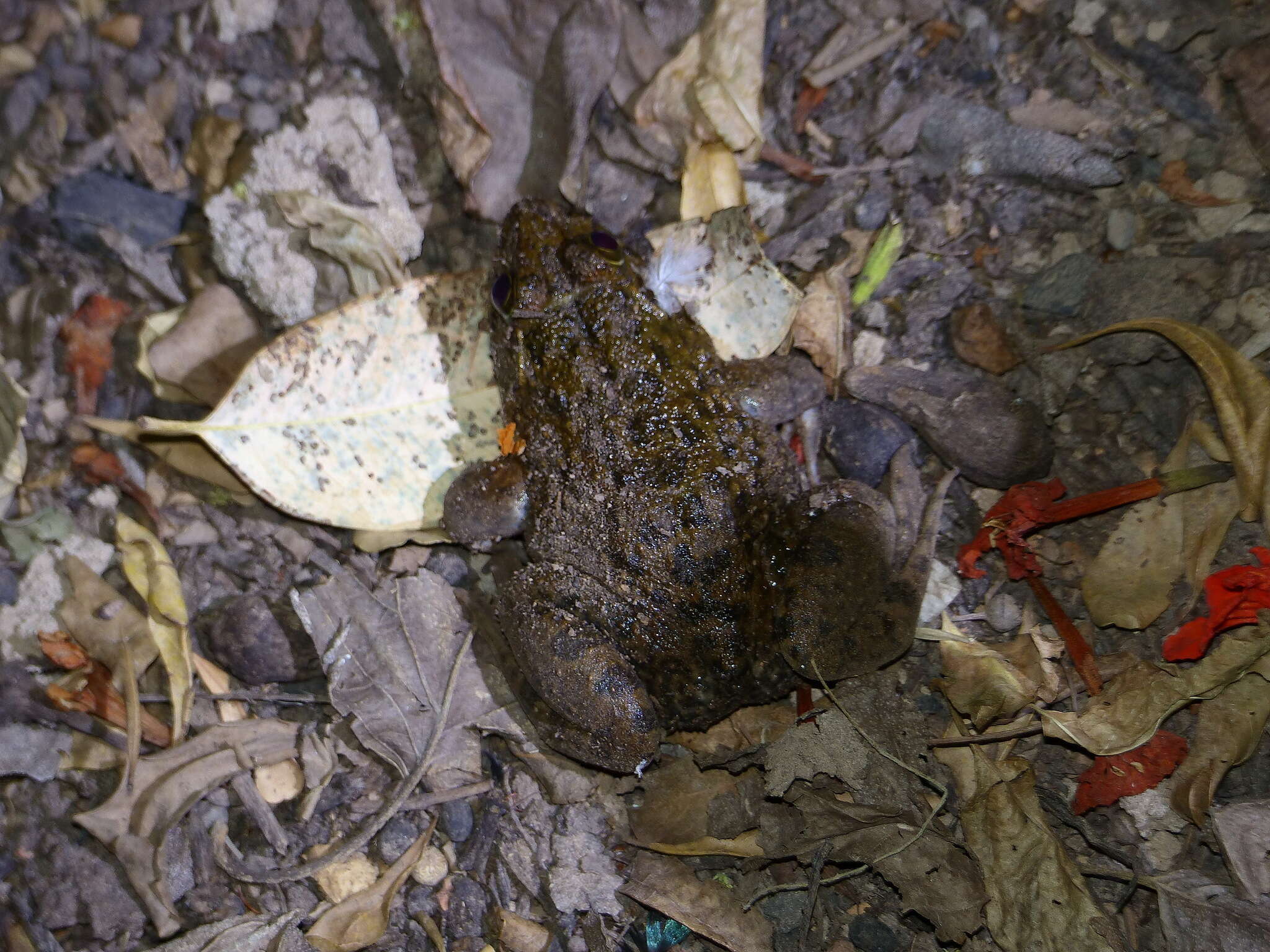 Image of African Groove-crowned Frog