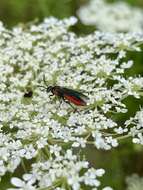 Image of Poison Ivy Sawfly