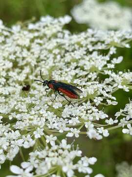 Image of Poison Ivy Sawfly