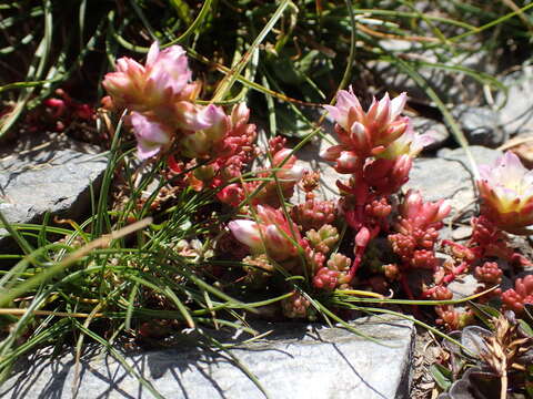 Imagem de Sedum candollei