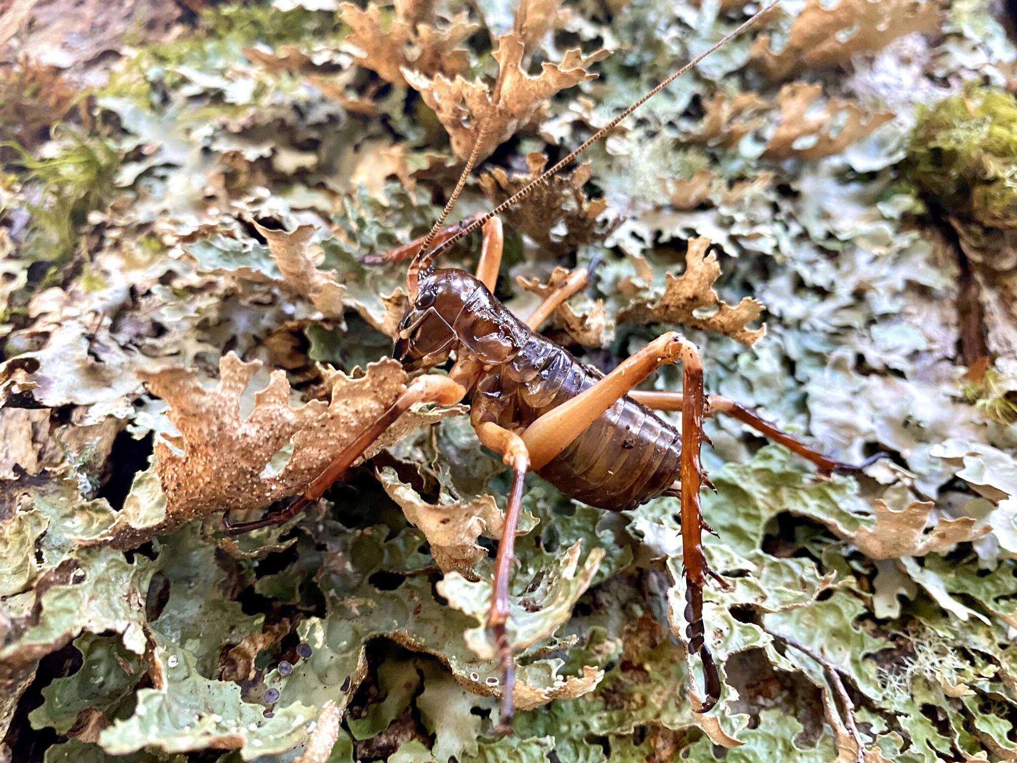 Image of Hemideina broughi (Buller 1896)