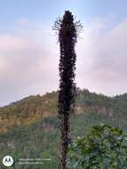 Image of Chamula agave