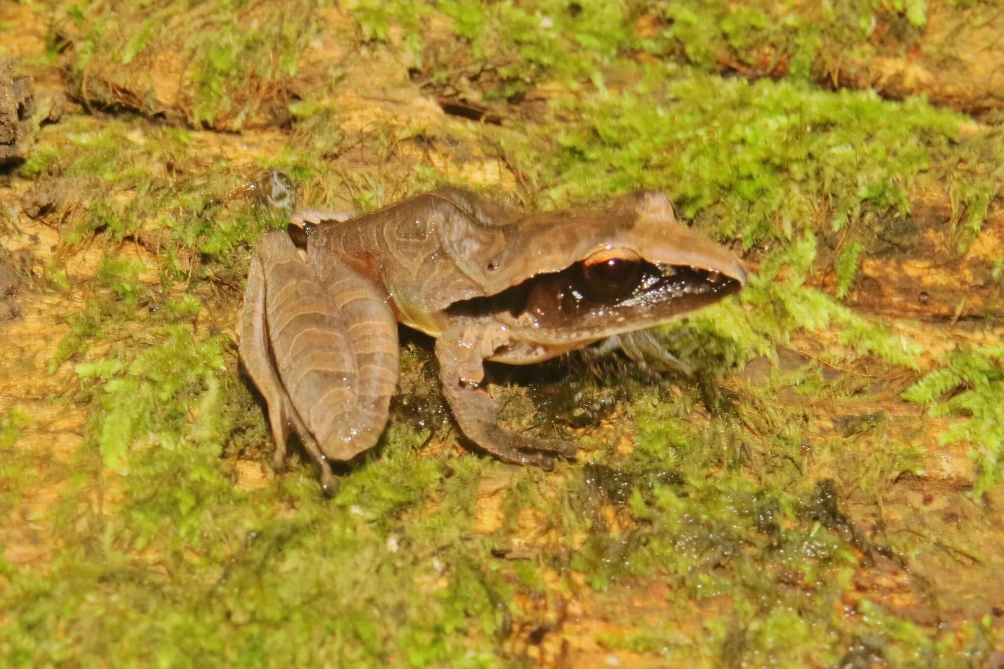 Image of Tilaran Robber Frog