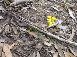 Image of Goodenia pinnatifida Schltdl.