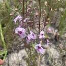 Image of Sopubia mannii var. tenuifolia (Engl. & Gilg) Hepper