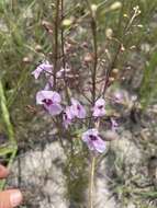 Image of Sopubia mannii var. tenuifolia (Engl. & Gilg) Hepper