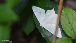 Image of swallow-tailed moth