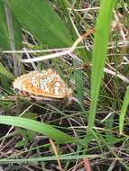 Image of Melitaea arcesia Bremer 1861