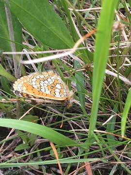 Plancia ëd Melitaea arcesia Bremer 1861