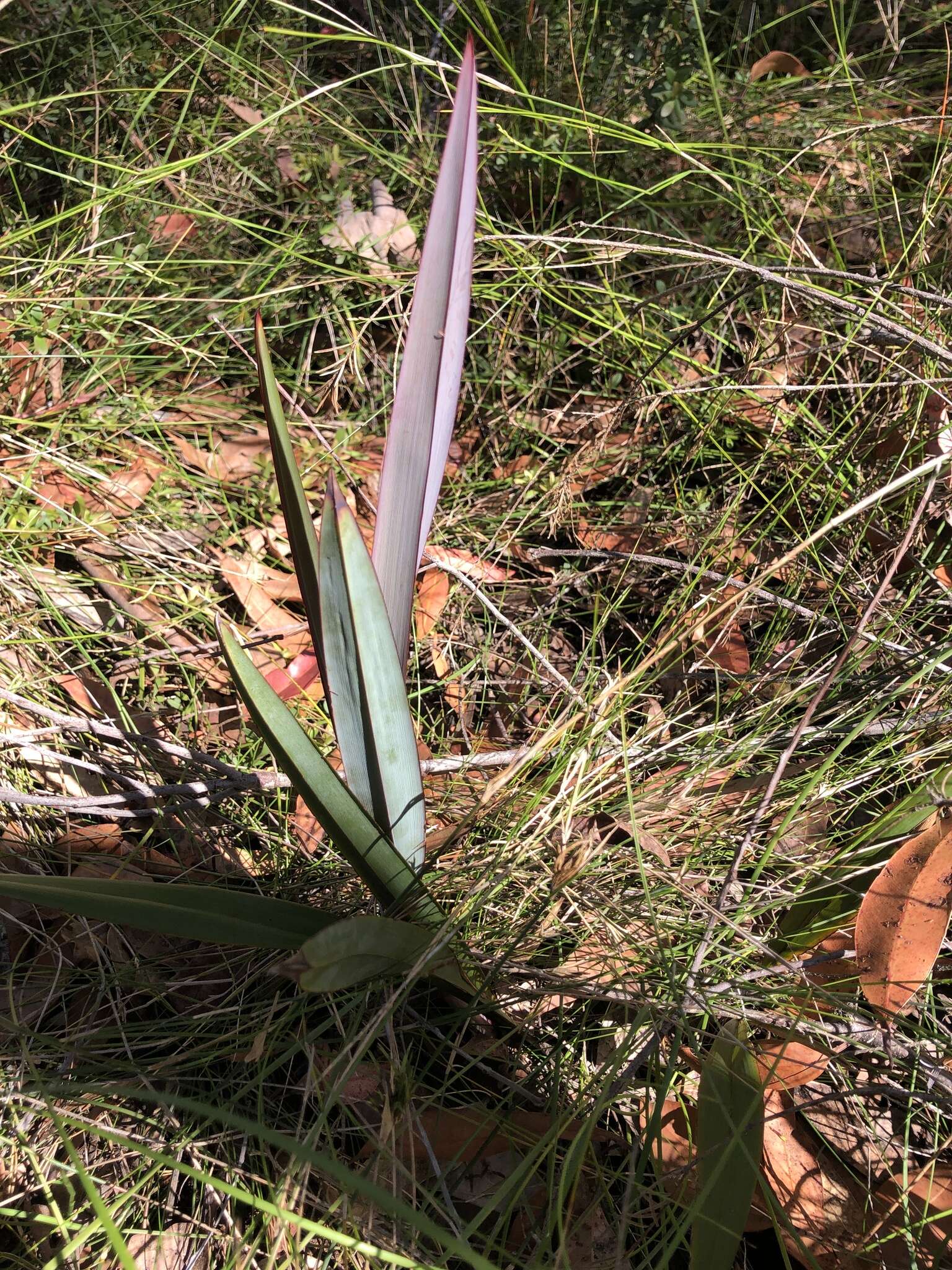 Image of Dianella prunina R. J. F. Hend.