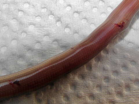 Image of Bibron's Blind Snake