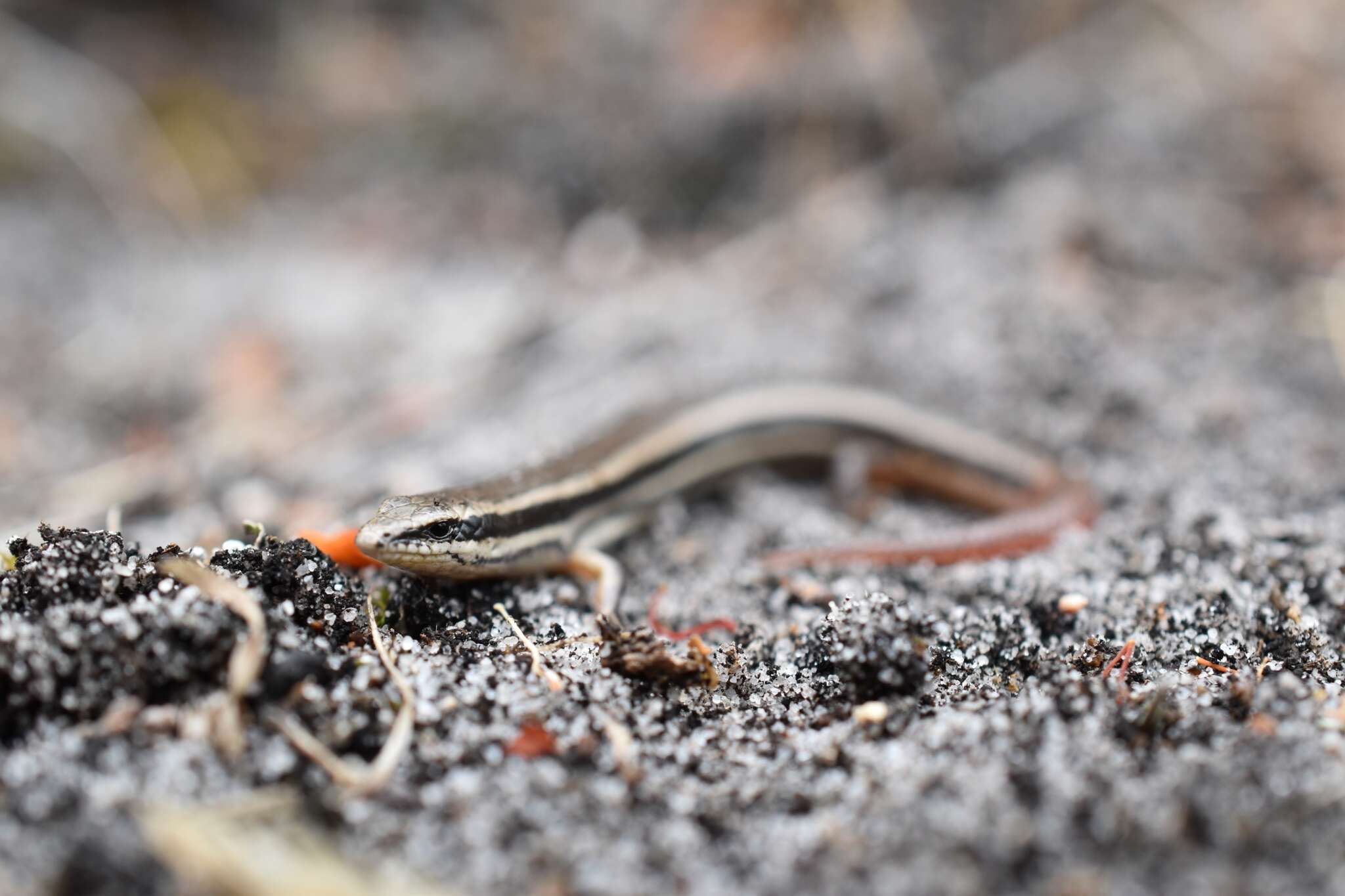 Image of South-western Orange-tailed Slider