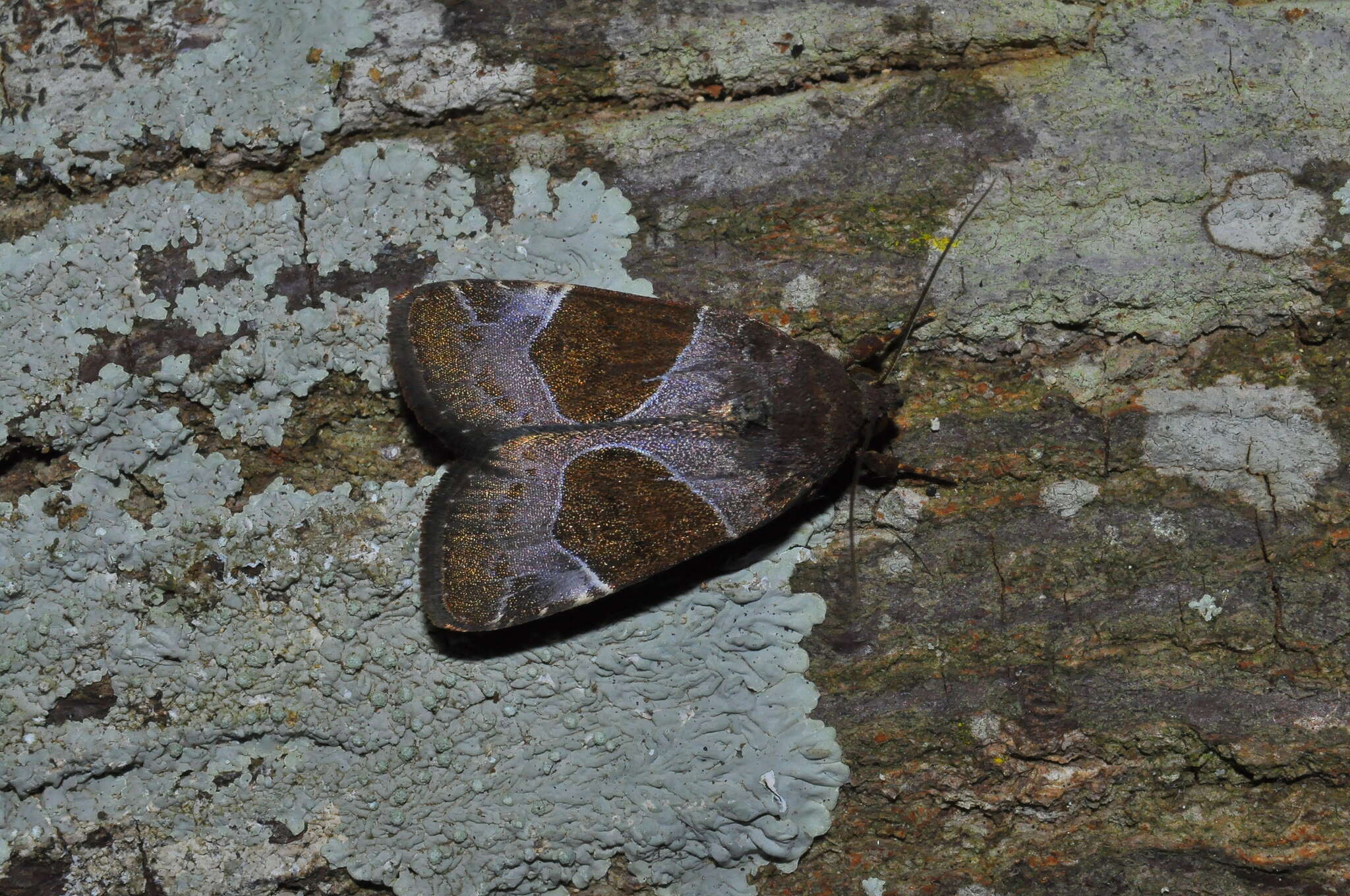 Image de Hampsonodes mastoides Hampson 1910