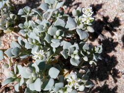 Drymaria holosteoides var. crassifolia (Benth.) J. R. Duke resmi