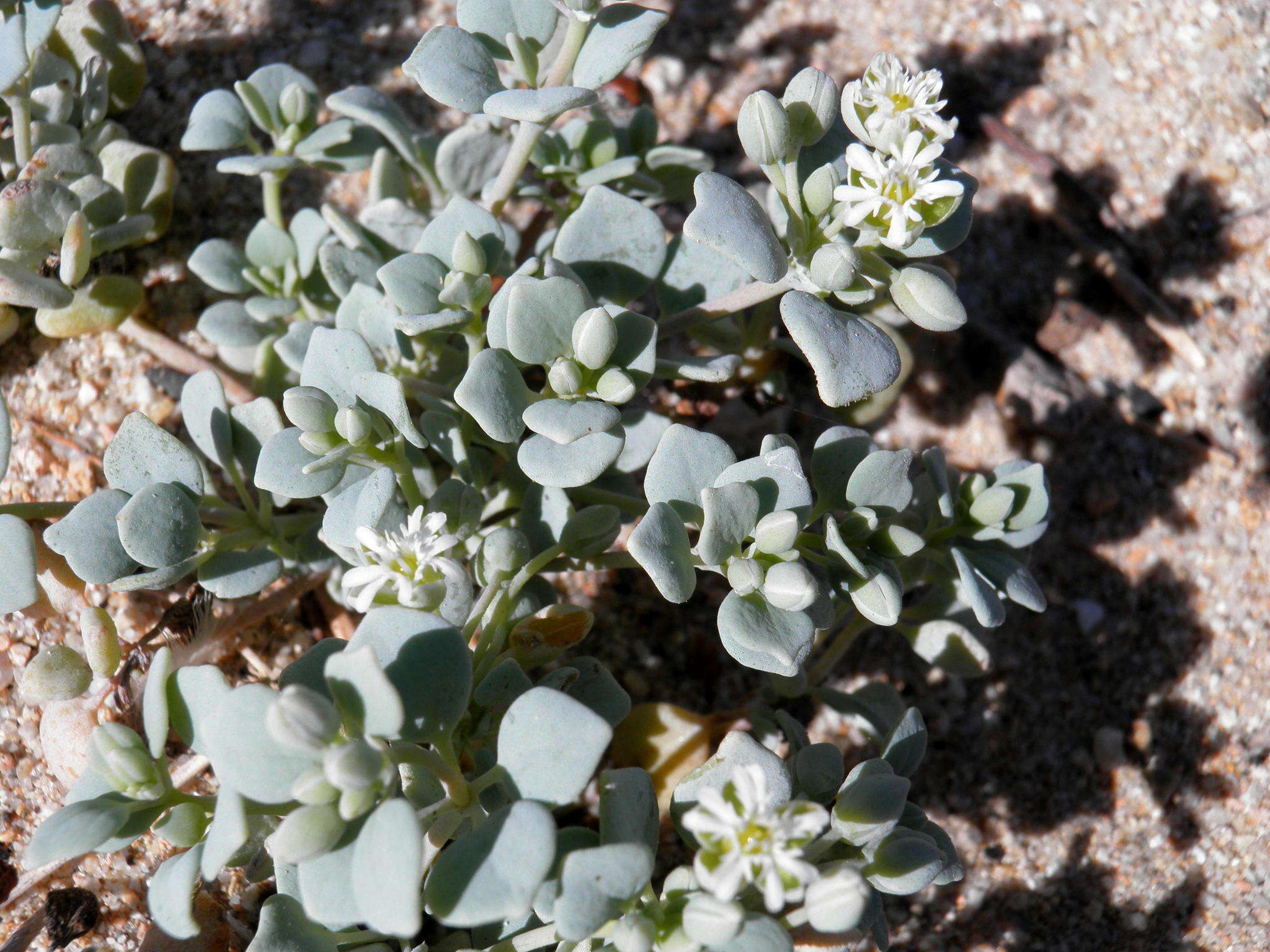 Drymaria holosteoides var. crassifolia (Benth.) J. R. Duke resmi