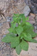 Image of desert tobacco,