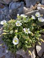 صورة Cerastium latifolium L.