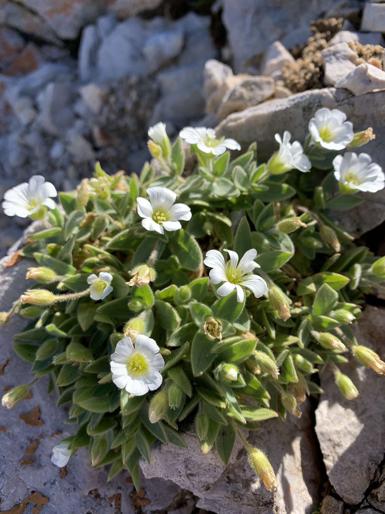 Image of Broad-leaved Mouse Ear