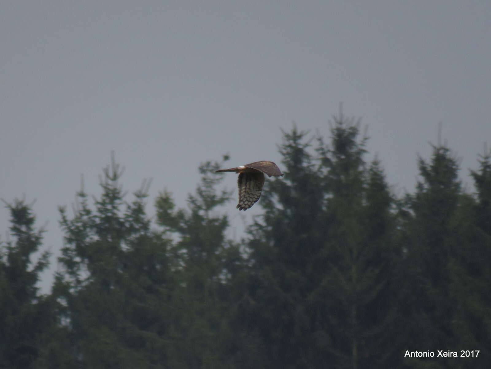 Image of Hen Harrier