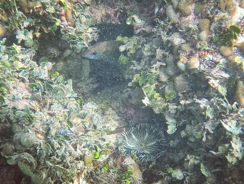 Image of beaded anemone