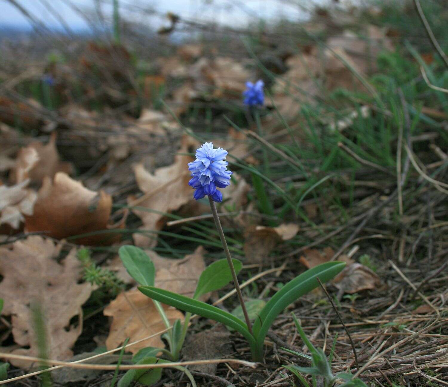 Слика од Pseudomuscari azureum (Fenzl) Garbari & Greuter