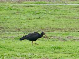 Image of Bald Ibis