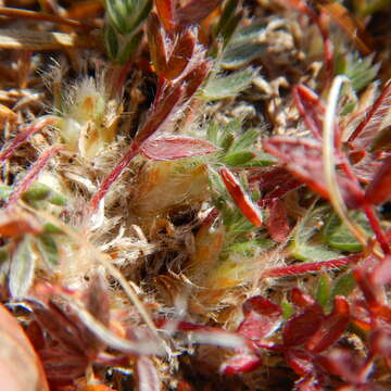 Image of <i>Oxytropis huddelsonii</i>