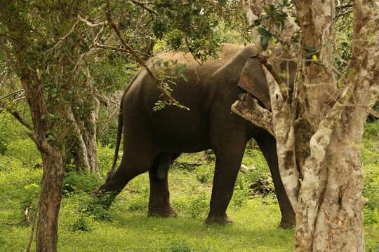 Image of Sri Lankan elephant