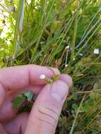 Image de Epilobium insulare Hausskn.