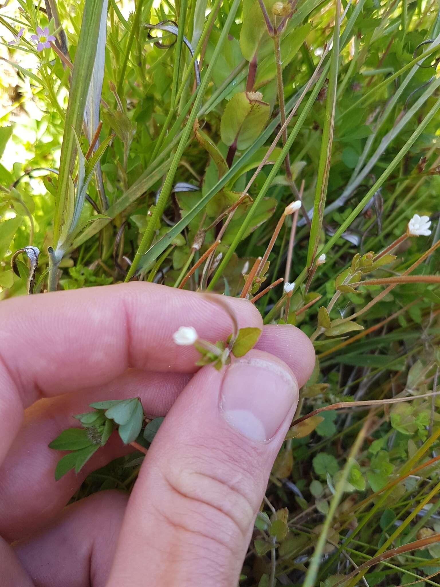 Image de Epilobium insulare Hausskn.