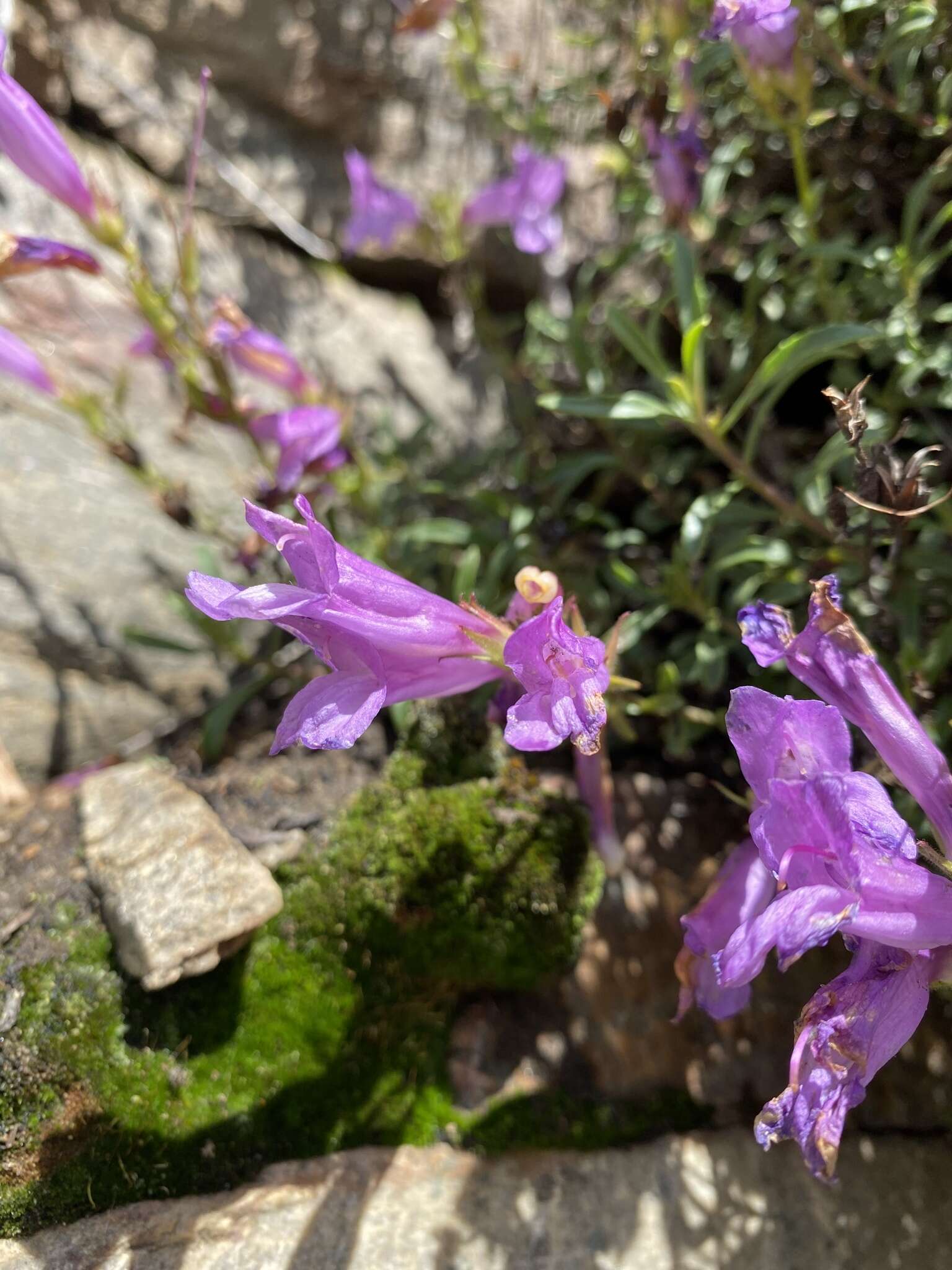 Слика од Penstemon fruticosus var. scouleri (Lindl.) Cronq.