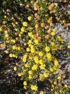 Image of Acacia browniana H. L. Wendl.