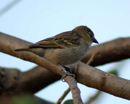 Image of Little Weaver