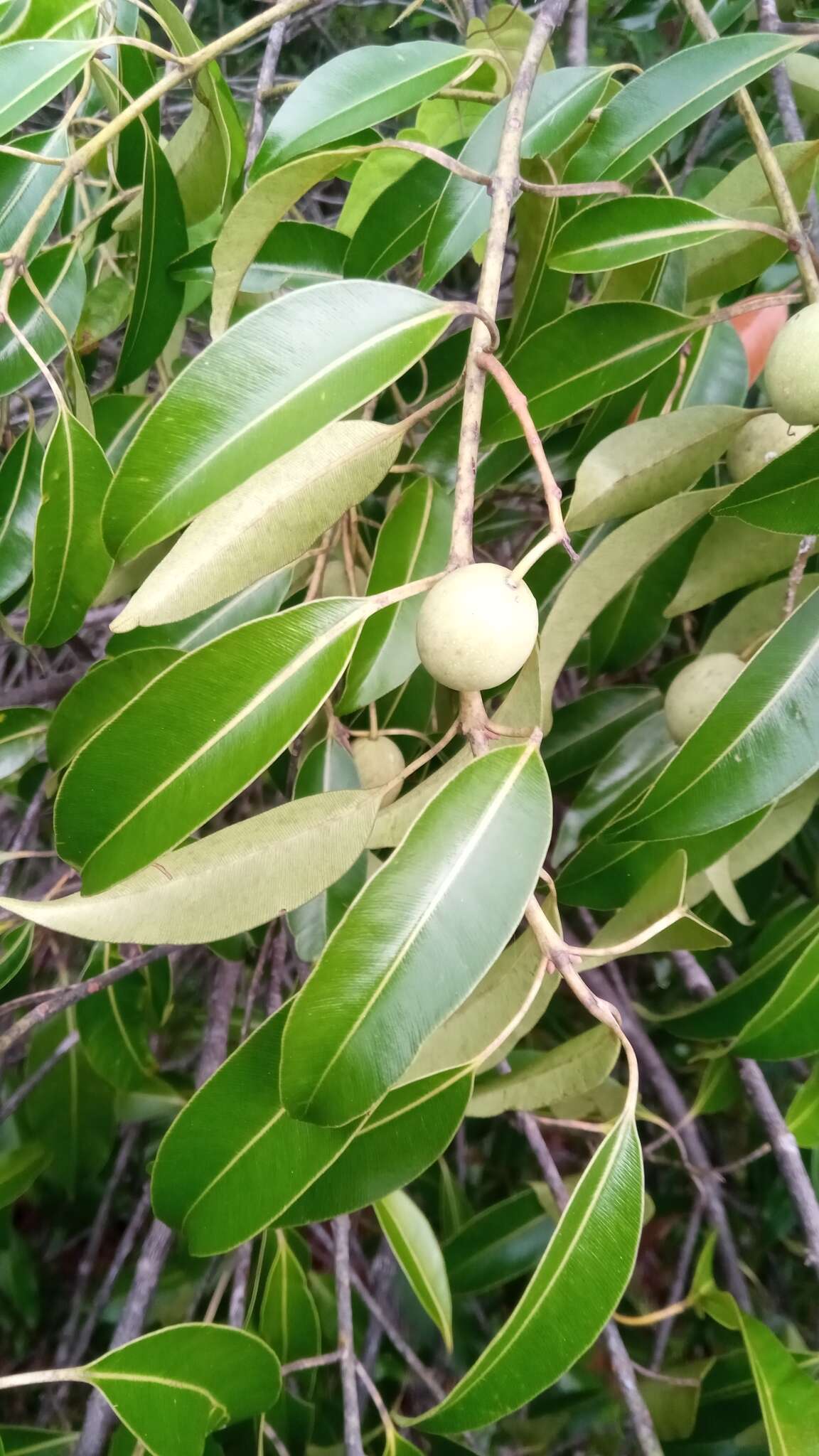 Image de Calophyllum vernicosum P. F. Stevens