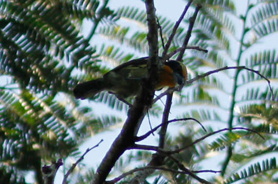 Image of Gilded Barbet