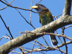 Image of Great Barbet