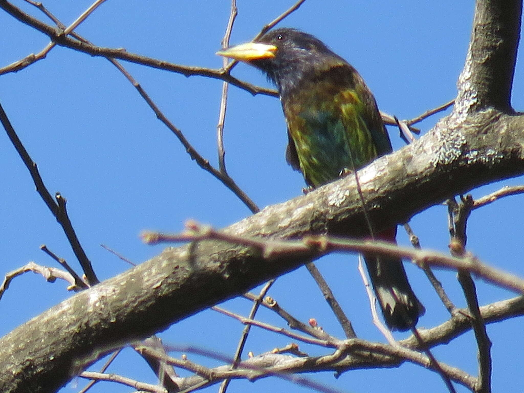 Image of Great Barbet