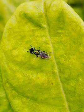 Imagem de Prosopochrysa