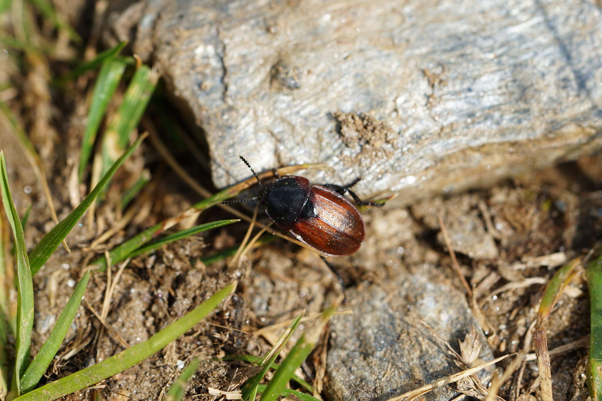 Image of Silpha (Silpha) tyrolensis Laicharting 1781