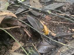 Image of Pichincha poison frog